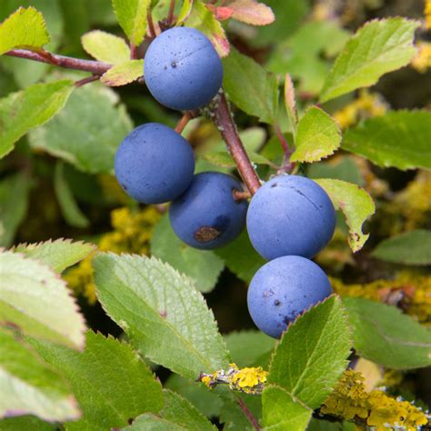 Sloe berries © David P Howard cc-by-sa/2.0 :: Geograph Britain and Ireland