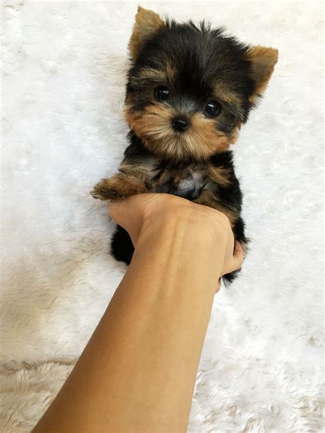 Pin on TEENY TINY YORKIES