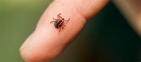 Pictures of Ticks: Photo Gallery of Tick Images - Waltham Pest Services