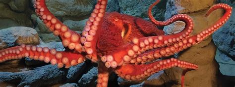 New England Aquarium Tickets - Boston, MA | Tripster