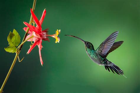 Download Flower Bird Animal Hummingbird HD Wallpaper