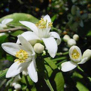 Florida State Flower, Orange Blossom (Citrus sinensis), from NETSATE.COM