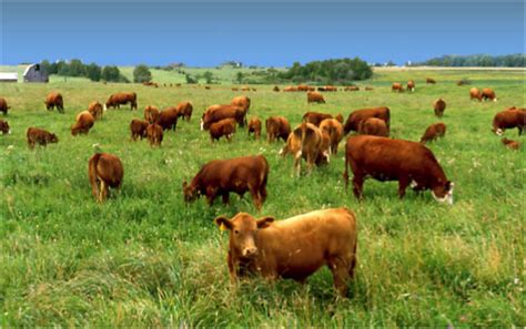 grass-fed_cattle