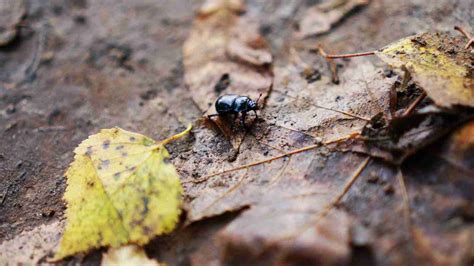 The Decomposers of the Amazon Rainforest - Fun Facts about the Tropical Rainforests