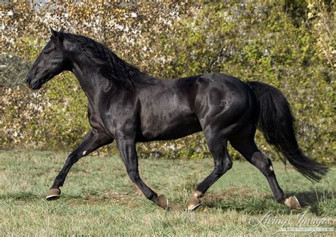 purebred Black Quarter Horse stallion trots in Longmont, CO | Quarter ...