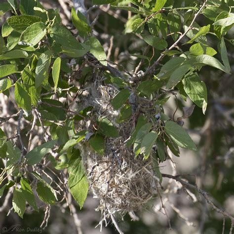 Western Kingbird Takeoff And Attempted Hijacking Of A Bullock’s Oriole Nest – Feathered Photography