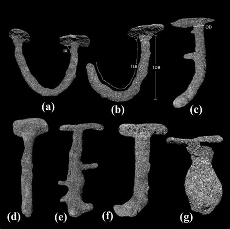 Different burrow shapes made by Dotilla blanfordi. (a) U-shaped burrow ...