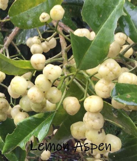 Lemon Aspen an Australian Native Bush Food | Taste Australia Bush Food Shop