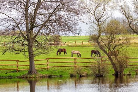 Premium Photo | Horses in the green pastures of horse breeding farms