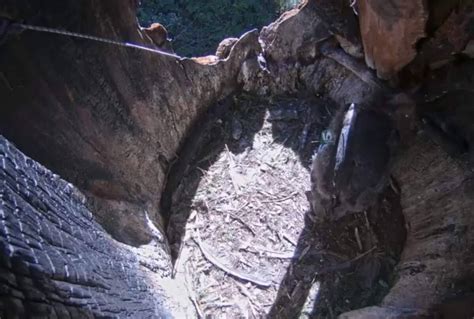 Webcam offers rare look inside a condor nest