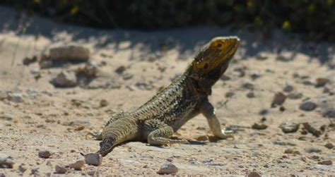 Coorong National Park Wildlife South Australia