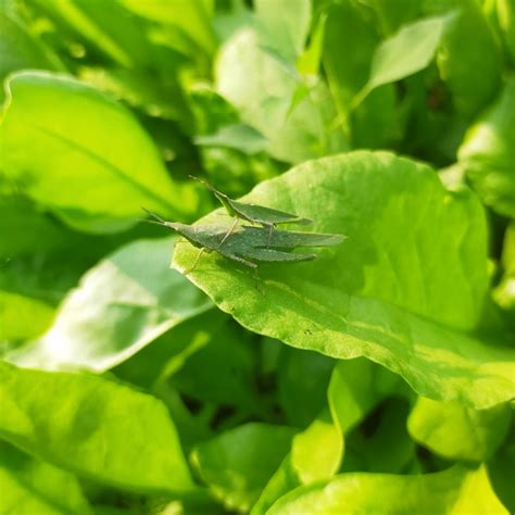 A grasshopper on a leaf - PixaHive