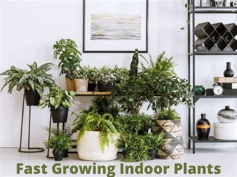 30 Fast-Growing Indoor Plants | Flowersandflowerthings