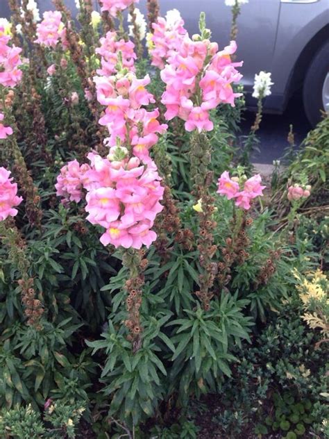 Snapdragon (antirrhinum majus): Popular as plants for sunny areas of ...