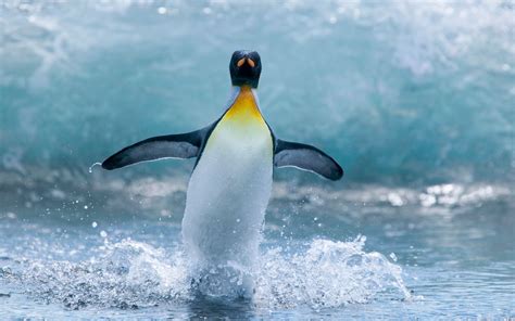 Antarctic+photos+tumblr | antarctic6 500x312 Antarctic Windows 7 Theme ...