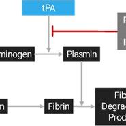 Fibrinolytic mechanism of action | Download Scientific Diagram