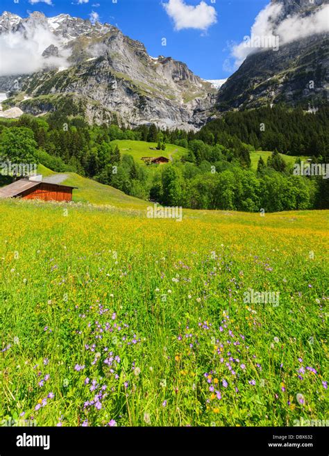 Spring flowers near Grindelwald, Bernese Oberland, Switzerland Stock ...