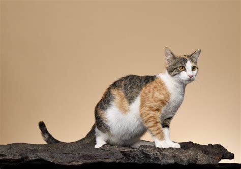 12 Rare Cat Breeds You Probably Didn't Know About