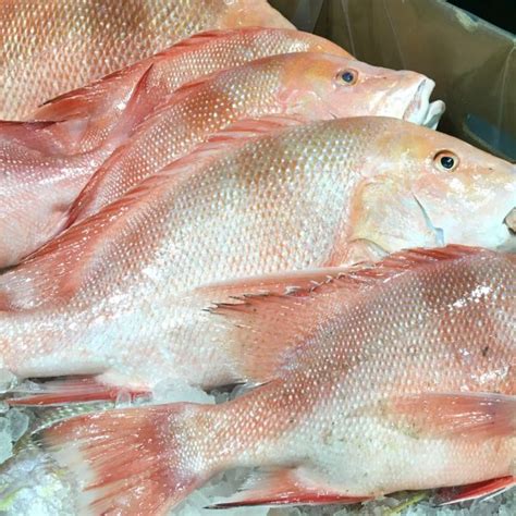 Red Emperor | Mackay Fish Market