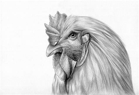 Chicken Illustration - By Matthew lee | Farm animals drawing, Animal ...