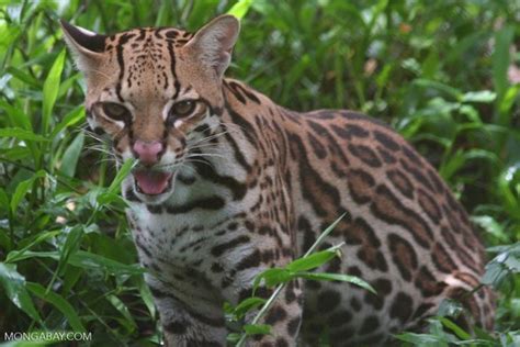 Картинки по запросу animales de colombia | Animals, Ocelot, Tiger