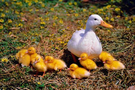 Pato Pollo Familia Animales - Foto gratis en Pixabay