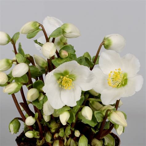 Buy Christmas rose hellebore Helleborus 'Verboom Beauty'