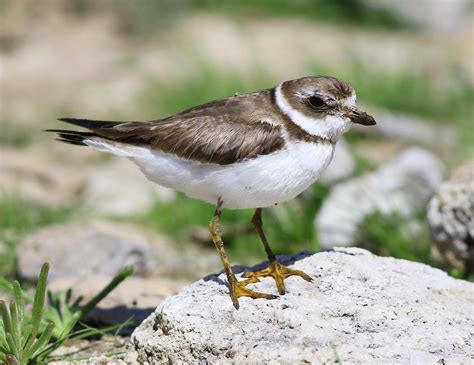 Semipalmated Plover by Ian Wells - BirdGuides