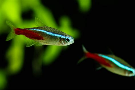 Tetra Fish: Everything You Need to Know About the Species