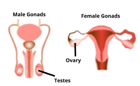 What are Gonads?-Definition, Types, Functions, and Sex Hormones