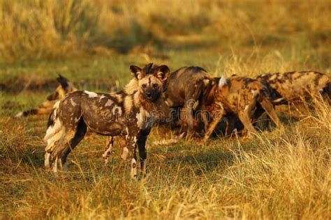 African Wild Dog Pack Feeding Stock Photo - Image of brsimages, carnivora: 62994134