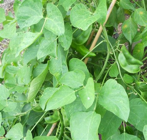 A Kitchen Garden in Kihei Maui: Growing Heirloom Lima Beans