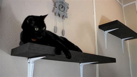 Cat Shelves | Chezlin