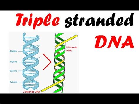 THE PLANNED OBSOLESCENCE OF HOMO SAPIENS*MRNA*3 STRAND DNA*REZONING THE GLOBE NWO STYLE*