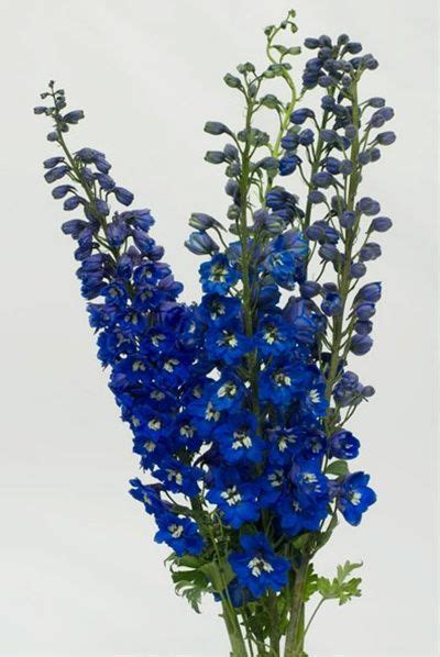 Hybrid Dark Blue - Delphinium - Flowers and Fillers - Flowers by category | Sierra Flower Finder ...