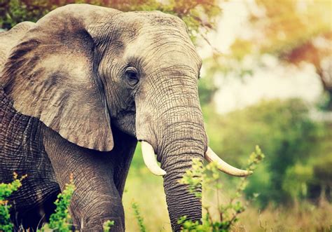 Ivory Coast Without Ivory? Massive Extinction of African Forest Elephants in Côte d’Ivoire