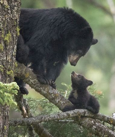 A Mother Black Bear With Her Cub Stock Photo - Download Image Now - iStock