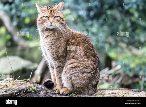 European wild cat Stock Photo - Alamy