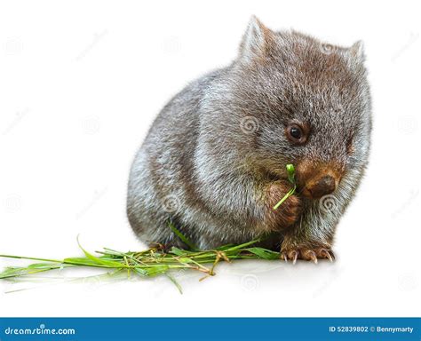 Wombat eating stock photo. Image of background, australian - 52839802