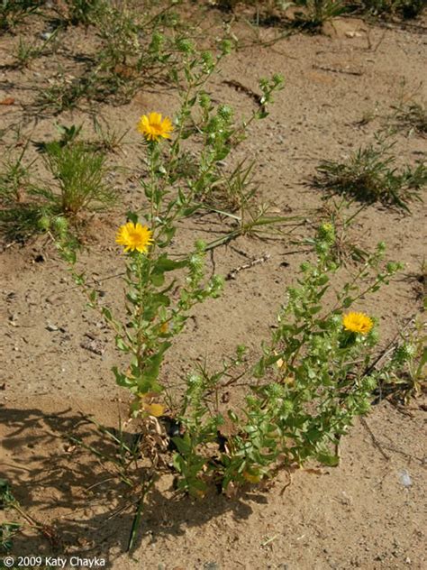 Grindelia squarrosa (Gumweed): Minnesota Wildflowers