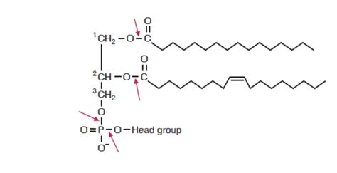 Phospholipase Structure Diagram | Quizlet