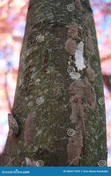 Spotted Lanternfly Egg Masses in Autumn Stock Image - Image of colorful, agriculture: 260471953