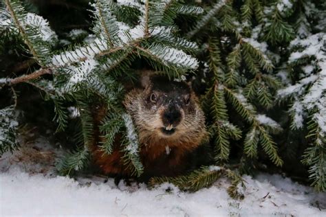 Shubenacadie Sam predicts six more weeks of winter - CityNews Halifax