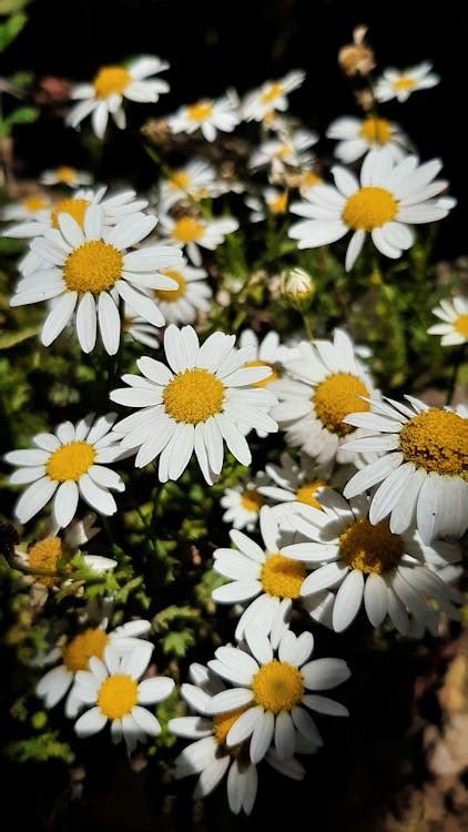 Chamomile Flowers · Free Stock Photo