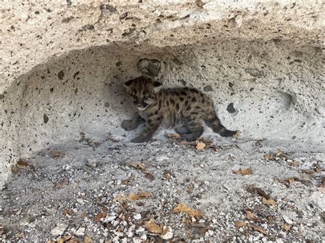 Bandelier National Monument captures mountain lion kittens on wildlife camera