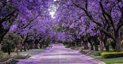 ¿Cómo plantar un árbol de jacaranda en casa?