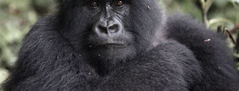 Mountain Gorilla Behavior - Diet, Social Structure, Gorilla Facts and Predators