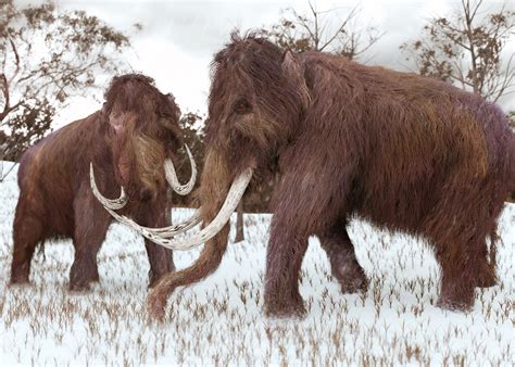 Ancient Bone Fragment From Giant Extinct Mammal Discovered by Florida Utility Workers - Newsweek