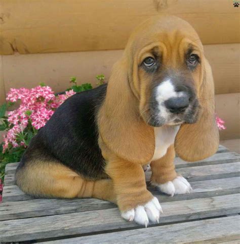 Basset Hound Puppies For Sale Nj | PETSIDI