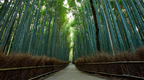 Japanese Bamboo Garden Design / Bamboo Japanese Landscape Design Inspiration For Zen Gardens ...